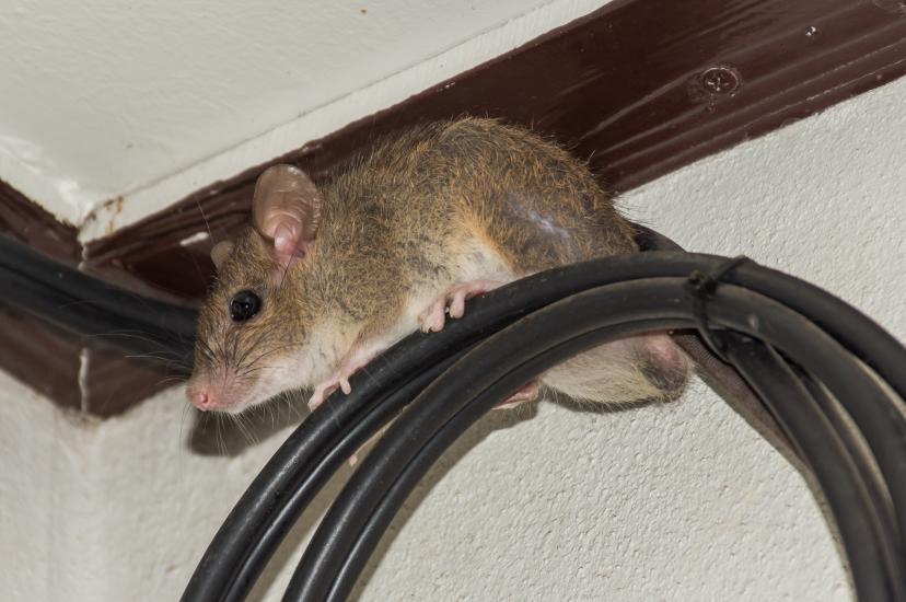 House brown Rat on fibre-optic cable to illustrate G.Network rat cable damage