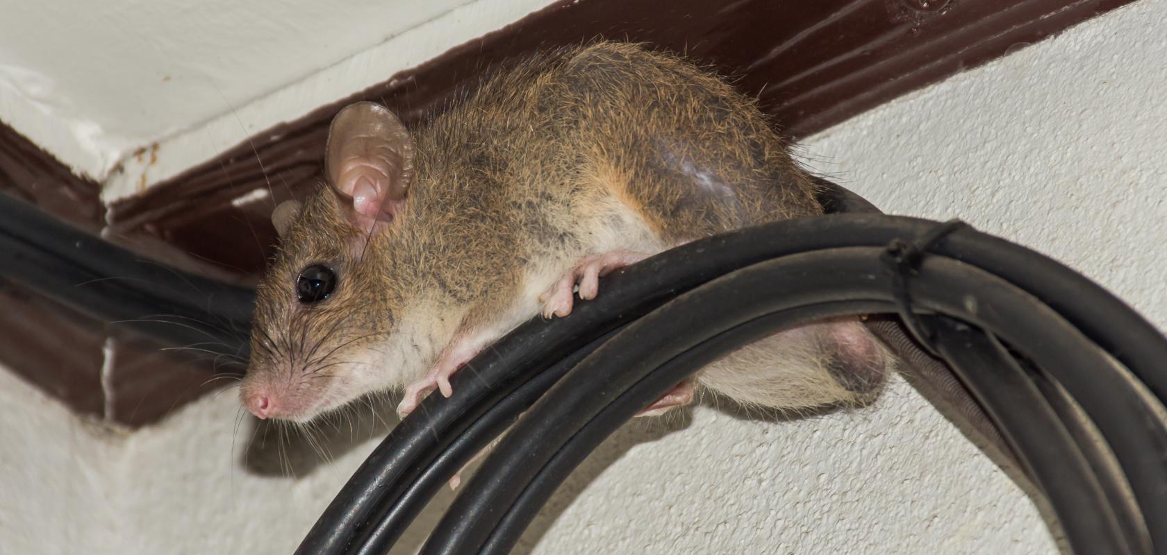 House brown Rat on fibre-optic cable to illustrate G.Network rat cable damage